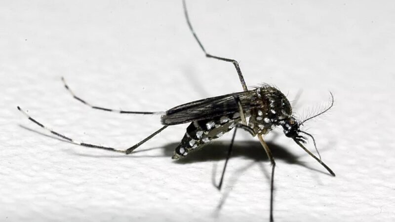 Pernambuco tem 29.818 casos prováveis e 10 mortes por dengue; há 144 notificações de febre Oropouche