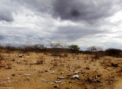 Estiagem: emergência em 4 cidades de Pernambuco é reconhecida pelo Governo Federal